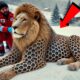 Rescuing a Lion Covered in Barnacles | Heartwarming Recovery Story#animals#lion#trending#trend