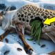 Rescuing an Injured Reindeer Covered in Honeycomb-like Holes | Amazing Arctic Animal Rescue