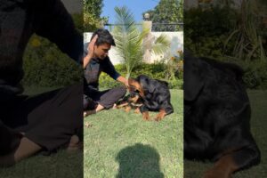 Rottweiler Mother protecting little puppies ‼️aggressive or not✅#shorts #viral #puppies #rottweiler