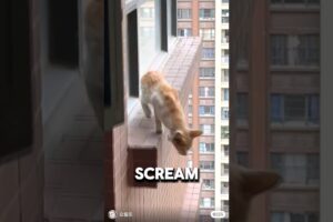 Saving A Cat From Jumping Off 30 Story Building 💔#animalrescue #orangecat #wholesome