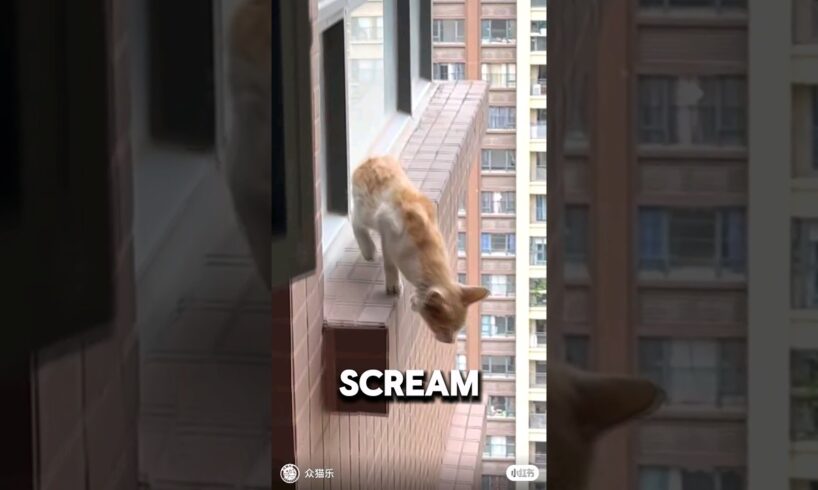 Saving A Cat From Jumping Off 30 Story Building 💔#animalrescue #orangecat #wholesome