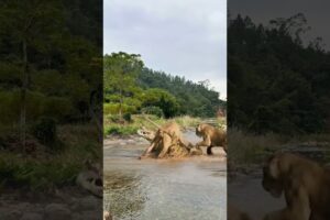 Several lionesses went down the river to challenge crocodile animal fighting power competition.