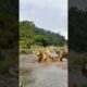 Several lionesses went down the river to challenge crocodile animal fighting power competition.