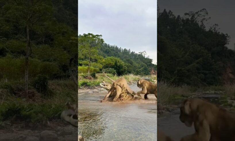 Several lionesses went down the river to challenge crocodile animal fighting power competition.