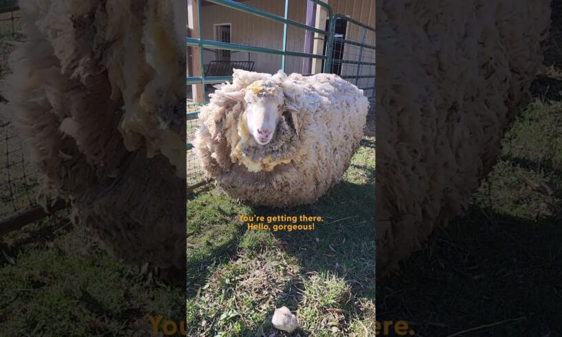 Sheep Leaps For Joy After Getting A Much-Needed Haircut | The Dodo