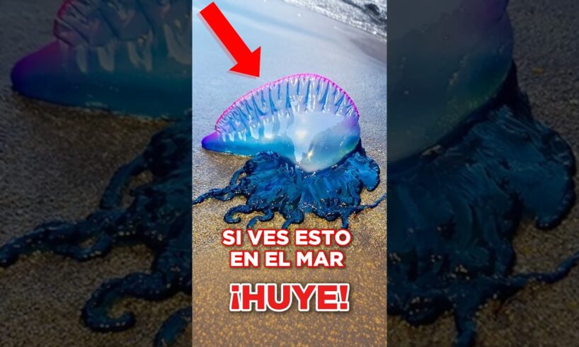 Si ves este animal en el mar aléjate lo antes posible #animals #fragataportuguesa #peces   #animal