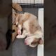 Sleepy puppies🥰🥹🐶 #puppy #australianshepherd #dogbreeder #cute #puppies #doglover #pets #dog