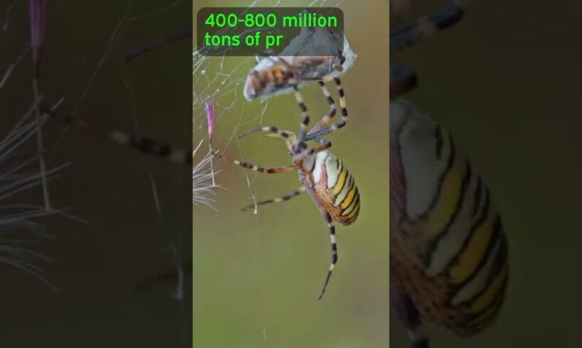 Spiders Could EAT US ALL!