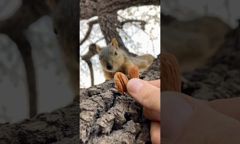 Squirrel Fishing with Baby Lou #animals #friends #games #feed #play #reels #live #sports #cute #free