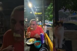 Stray cat politely asks for food 🍲🐈