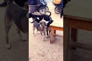 Street dogs playing and fighting #dog #streetdog #feedingdogs #dogs #puppy #shorts #straydogs