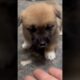 Super cute puppies #shortvideo #puppies #doglover