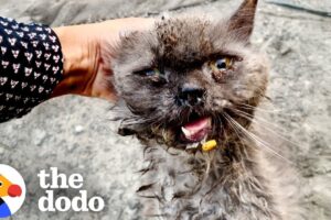 Sweetest Stray Cat Gets A New Lease On Life | The Dodo