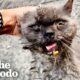 Sweetest Stray Cat Gets A New Lease On Life | The Dodo