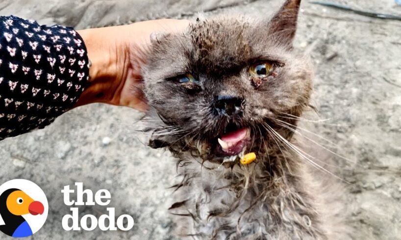 Sweetest Stray Cat Gets A New Lease On Life | The Dodo