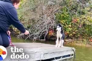 Terrified Husky Gets Rescued From Dock In The Freezing Cold | The Dodo