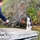 Terrified Husky Gets Rescued From Dock In The Freezing Cold | The Dodo