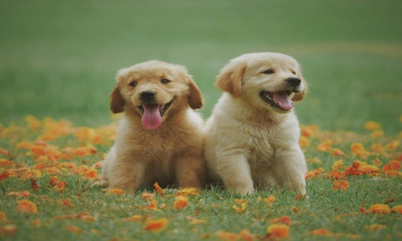 📢 The Cutest Puppies Ever! 😍🐶