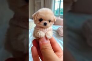 The Cutest Puppies Ever #shorts #puppy #viralvideo