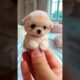 The Cutest Puppies Ever #shorts #puppy #viralvideo