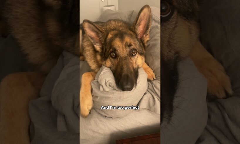 The cutest puppy eyes 🥺 #germanshepherd