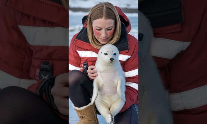 The first aid team reached the injured baby seal by sea this time.