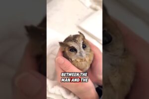 The man saved a helpless baby owl, and they became good friends ❤️ #rescue #owl