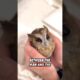 The man saved a helpless baby owl, and they became good friends ❤️ #rescue #owl