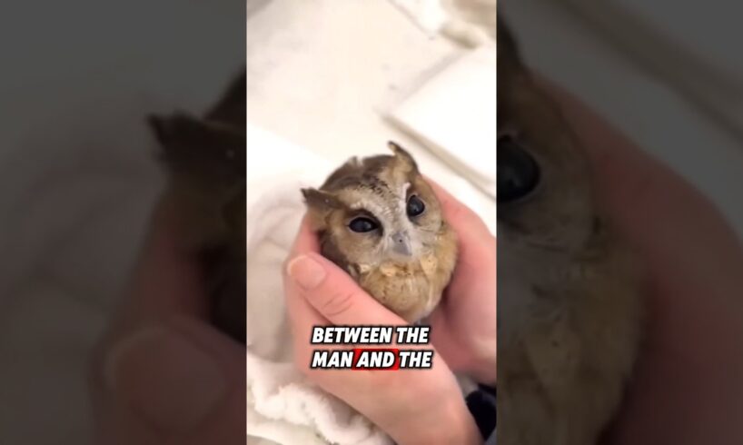 The man saved a helpless baby owl, and they became good friends ❤️ #rescue #owl