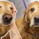 The most golden of Golden Retrievers that has ever Goldened