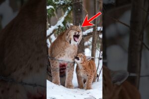 The rescue story of the injured lynx