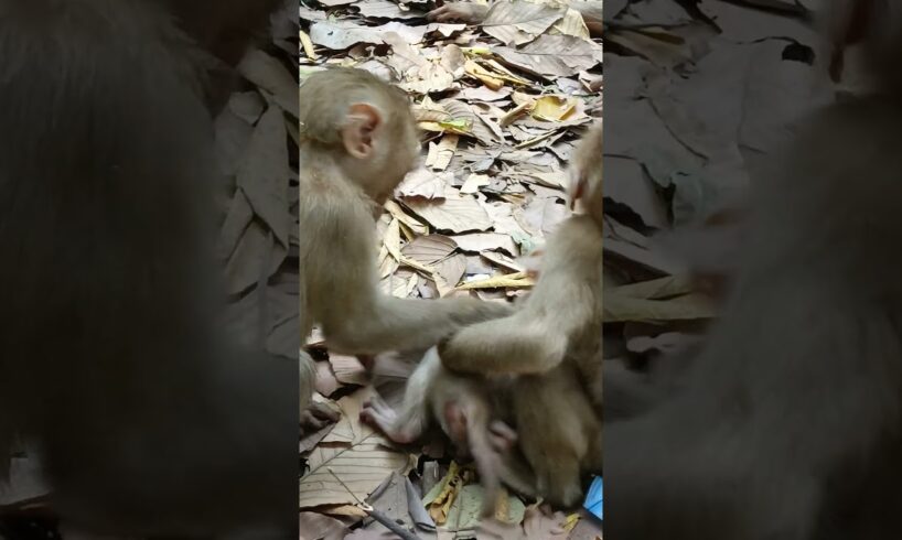 The two monkey brothers are playing with the little monkey🐵❤️#monkey #animals #viralshorts #love