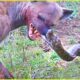 This Hyena Was Doomed! Rare Animal Fights Caught On Camera | Animal Fighting