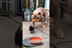 This girl rescued a poor crow and then #crow #shorts #shortsvideo #animals #rescue #cute #pets