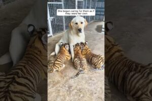 This mother dog adopted orphaned tiger cubs #shorts