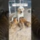 This mother dog adopted orphaned tiger cubs #shorts