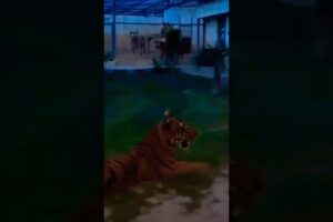 Tiger playing dog😱🦁#wildlion #animals #dangerous #wildlife #lion #dogs #shortsfeed #vairalshort