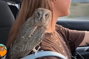 Tiny Owl Saved From Hurricane Loves Car Rides And Uppies  | Cuddle Buddies