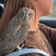 Tiny Owl Saved From Hurricane Loves Car Rides And Uppies  | Cuddle Buddies