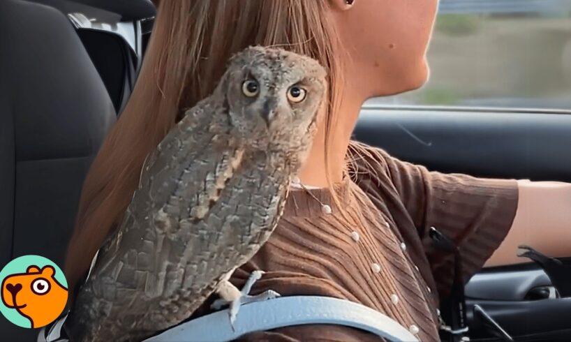 Tiny Owl Saved From Hurricane Loves Car Rides And Uppies  | Cuddle Buddies