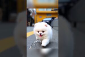 Tiny Pomeranian – The Cutest Puppy You’ll Ever See!