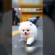 Tiny Pomeranian – The Cutest Puppy You’ll Ever See!