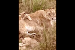 Tiny lion cubs playing #Lion #Shorts #animals