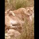 Tiny lion cubs playing #Lion #Shorts #animals