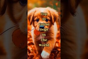 Top 10 Cutest Dogs Breed In The World 2024 #loreteller #cutest #dog