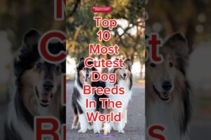 Top 10 Most Cutest Dog Breeds in the World #dogs #cutedog