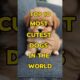 Top 10 most Cutest Dogs in the World 🥰#shortsfeed #shortvideos #top10 #shorts #viralvideos #dog