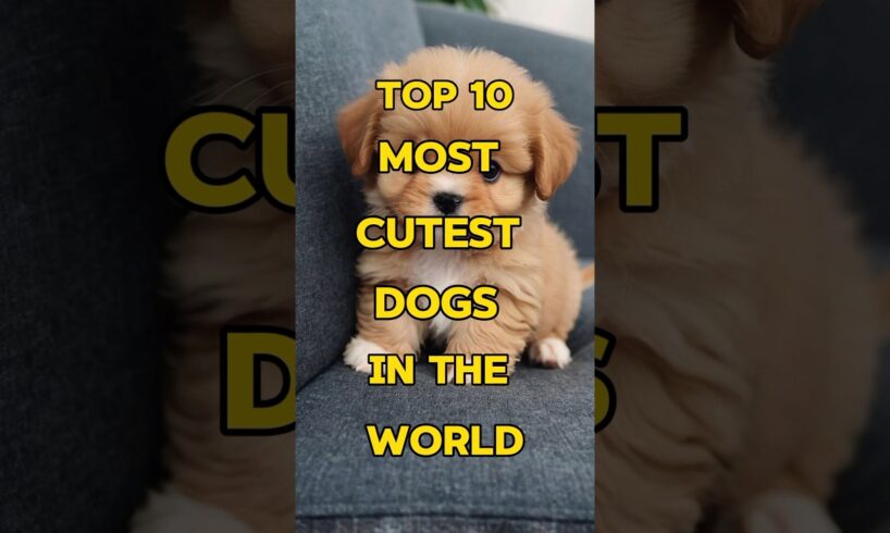 Top 10 most Cutest Dogs in the World 🥰#shortsfeed #shortvideos #top10 #shorts #viralvideos #dog