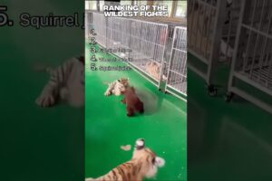 Top 5 Most SAVAGE Animal Fights Ever! 🦁💀 #shorts #fight #animal