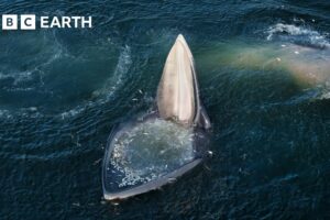 Top 5 Whale Scenes | BBC Earth